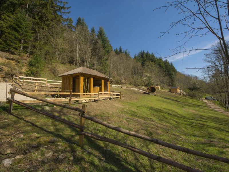 Cabane en bois au milieu de la nature, entourée darbres et de verdure.