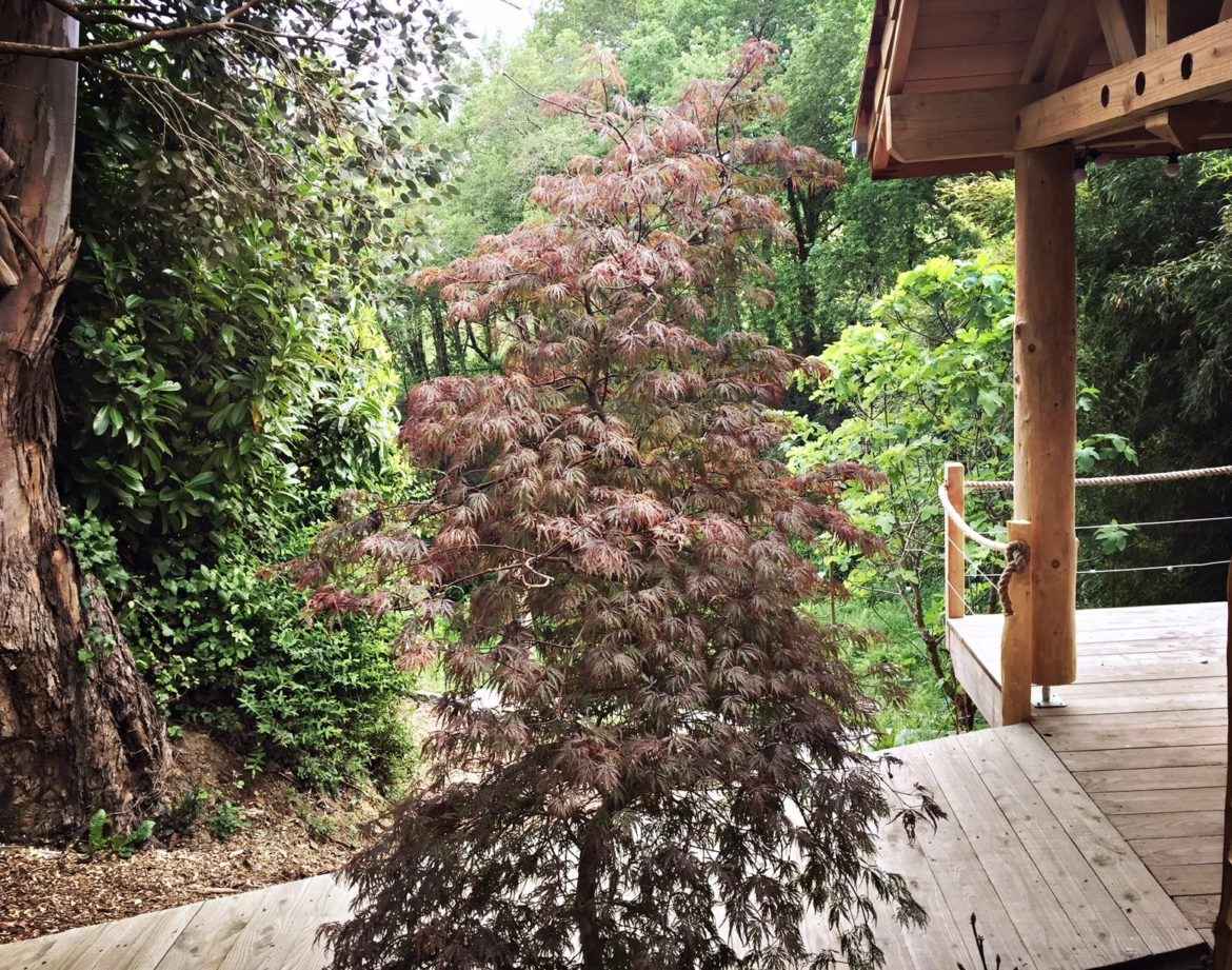 Cabane perchée en Aquitaine, entourée de verdure et dun arbre décoratif.