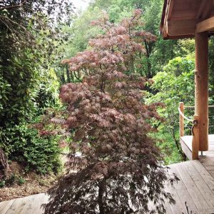 Cabane perchée en Aquitaine, entourée de verdure et dun arbre décoratif.