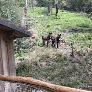 Hébergement insolite en Limousin, avec des ânes sur un terrain verdoyant et fleuri.