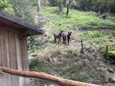 Hébergement insolite en Limousin, avec des ânes sur un terrain verdoyant et fleuri.
