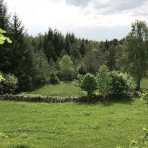 Hébergement insolite en Limousin, entouré de verdure et de sapins majestueux.