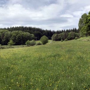 Hébergement insolite en pleine nature, entouré de champs fleuris et de forêts verdoyantes.