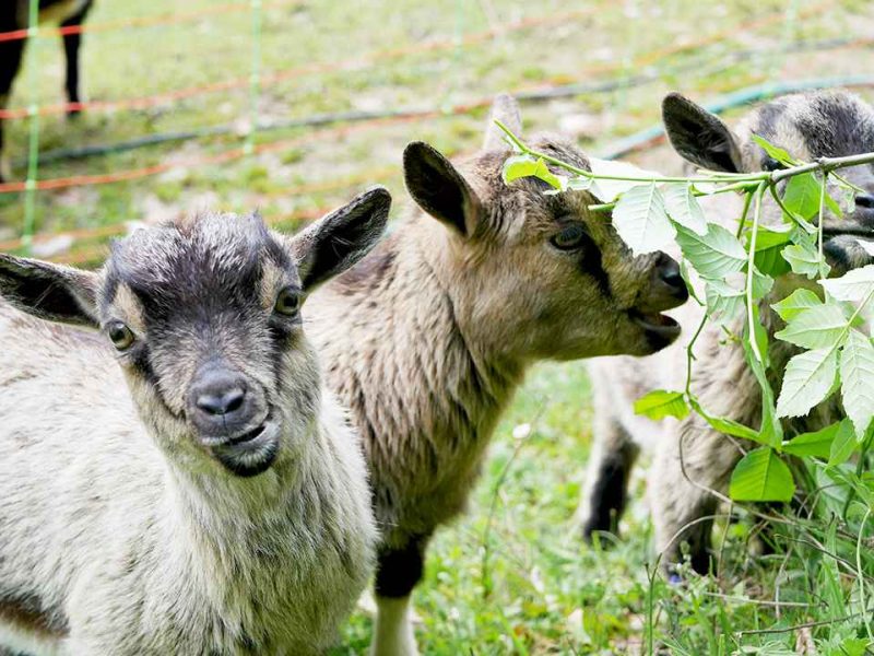 Chalet rural avec des chèvres curieuses se régalant de feuillage frais.