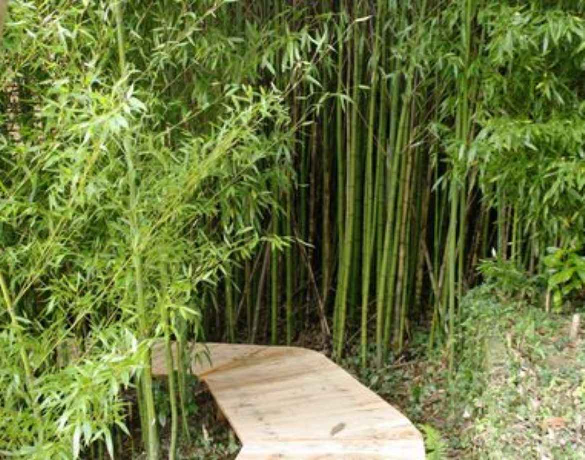 Hébergement insolite en Aquitaine : cabane en bois entourée de bambous verdoyants.