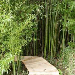 Hébergement insolite en Aquitaine : cabane en bois entourée de bambous verdoyants.