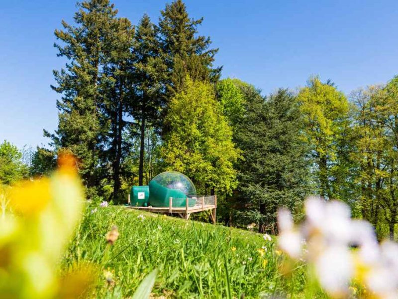 Hébergement insolite : bulle transparente entourée de verdure et fleurs colorées.