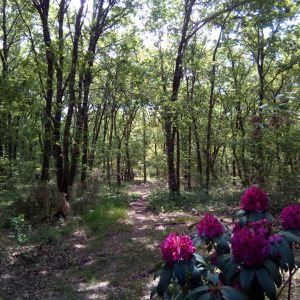 Hébergement insolite en Aquitaine, entouré darbres verdoyants et de fleurs colorées.