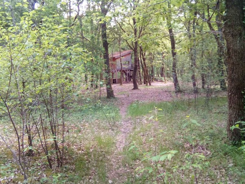 Cabane dans les arbres entourée de verdure, chemin menant à lentrée.