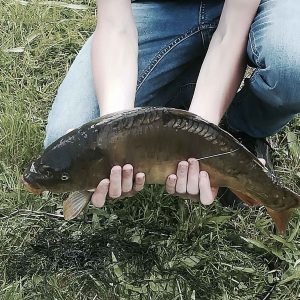 Hébergement insolite à Limousin : cabane dans les arbres avec vue sur un étang poissonneux.
