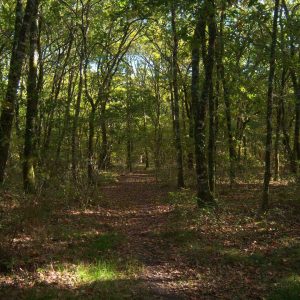Hébergement insolite en Aquitaine, cabane perchée entourée de verdure luxuriante.