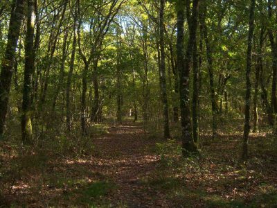 Hébergement insolite en Aquitaine, cabane perchée entourée de verdure luxuriante.