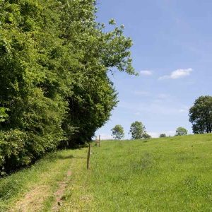 Hébergement insolite en pleine nature, entouré darbres et de verdure luxuriante.