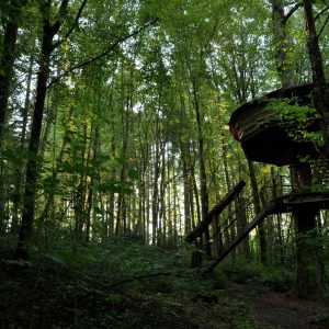 Cabane perchée dans les arbres, entourée dune forêt verdoyante en Champagne-Ardennes.