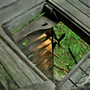 Cabane perchée en Champagne-Ardenne, vue plongeante sur la forêt verdoyante.