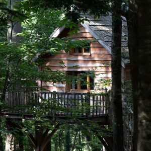 Cabane perchée en bois entourée darbres, offrant une vue paisible sur la nature.
