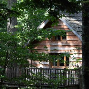Cabane perchée en bois, nichée dans les arbres, entourée de verdure luxuriante.