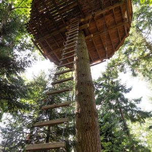Cabane perchée dans les arbres, accessible par une échelle en bois, au cœur de la nature.