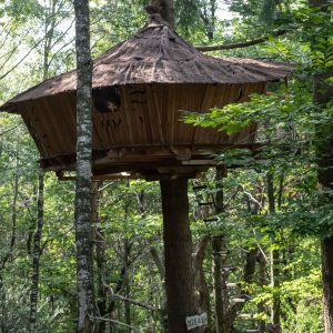 Cabane perchée dans les arbres, toit en chaume, au cœur dune forêt verdoyante.