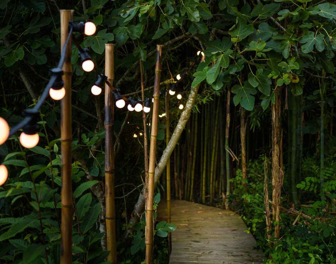 Cabane perchée en Aquitaine, chemin lumineux entouré de verdure luxuriante.