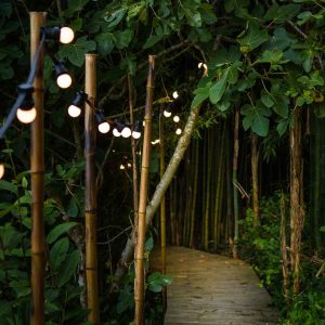 Cabane perchée en Aquitaine, chemin lumineux entouré de verdure luxuriante.