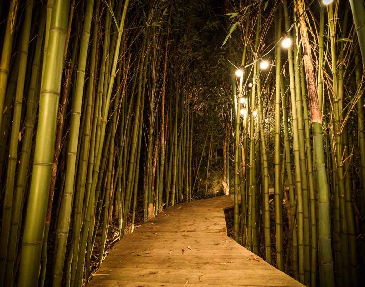 Hébergement insolite en Aquitaine, chemin en bois entouré de bambous illuminés.