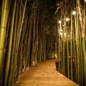 Hébergement insolite en Aquitaine, chemin en bois entouré de bambous illuminés.