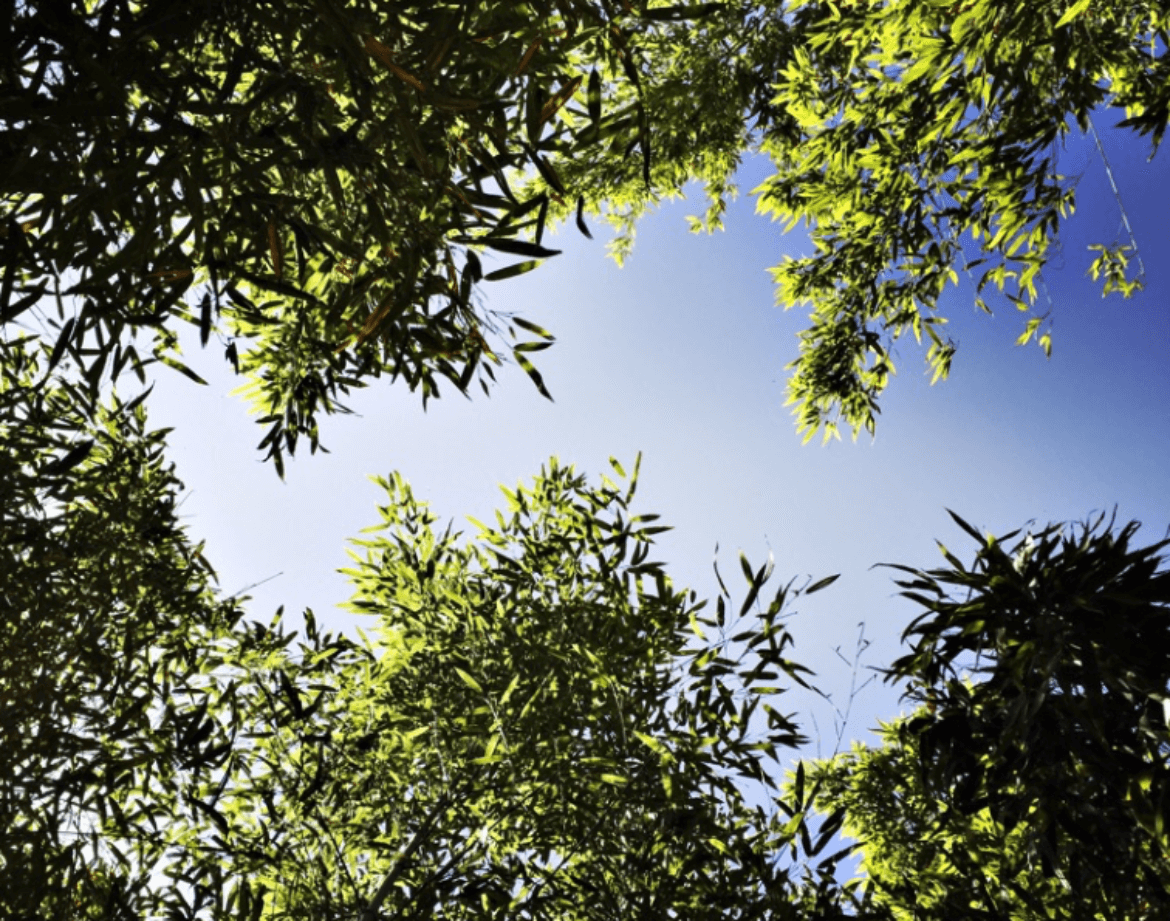 Hébergement insolite en Aquitaine, vue apaisante de bambous sous un ciel bleu.