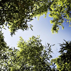 Hébergement insolite en Aquitaine, vue apaisante de bambous sous un ciel bleu.