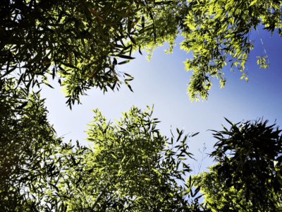 Hébergement insolite en Aquitaine, vue apaisante de bambous sous un ciel bleu.
