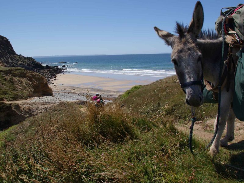 Hébergement en pleine nature avec un âne, vue sur la plage et locéan.