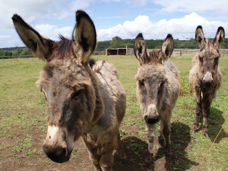Trois ânes curieux dans un hébergement rural, entourés de verdure.