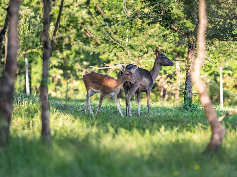 Hébergement en pleine nature avec des cerfs se promenant dans un cadre verdoyant.