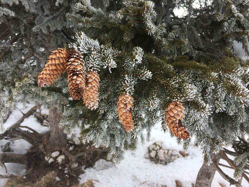 Hébergement en chalet, entouré de sapins et de cônes de pin enneigés.