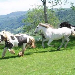 Hébergement insolite en Auvergne avec des chevaux courant dans un paysage verdoyant.