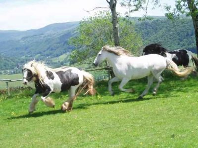 Hébergement insolite en Auvergne avec des chevaux courant dans un paysage verdoyant.