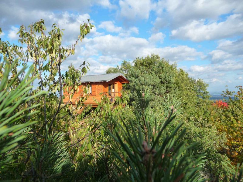 Cabane en bois perchée dans les arbres, entourée de verdure luxuriante.