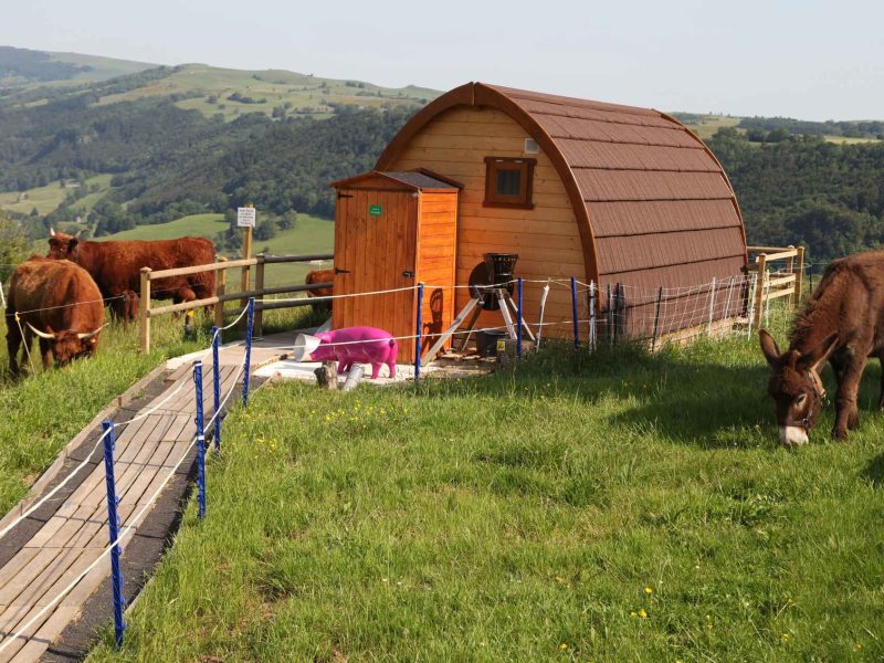 Hébergement insolite en Auvergne : cabane en bois entourée de vaches et dânes.