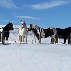 Hébergement insolite en Auvergne : cabane avec vue sur des chevaux dans la neige.