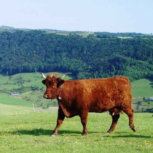 Hébergement insolite en Auvergne : cabane en bois avec vue sur les vaches dans les prairies.