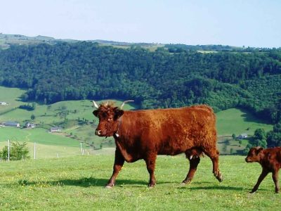 Hébergement insolite en Auvergne : cabane en bois avec vue sur les vaches dans les prairies.