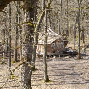Cabane en bois au cœur de la forêt, entourée darbres majestueux.