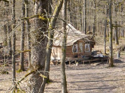 Cabane en bois au cœur de la forêt, entourée darbres majestueux.