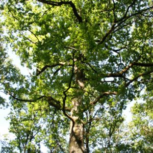 Hébergement en pleine nature, entouré darbres majestueux et verdoyants.