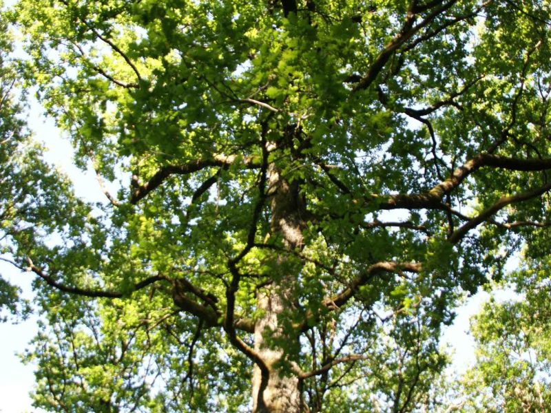 Hébergement en pleine nature, entouré darbres majestueux et verdoyants.