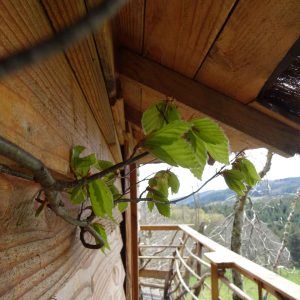 Cabane en bois perchée, entourée de verdure et vue sur les montagnes.