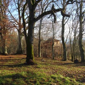 Cabane perchée en bois, entourée darbres majestueux en Auvergne-Rhône-Alpes.