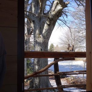 Cabane perchée en Auvergne-Rhône-Alpes, vue sur un grand arbre et la nature environnante.
