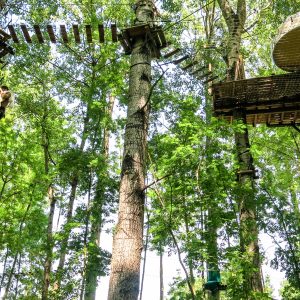 Cabane dans les arbres en Île-de-France, perchée entre les feuillages verdoyants.