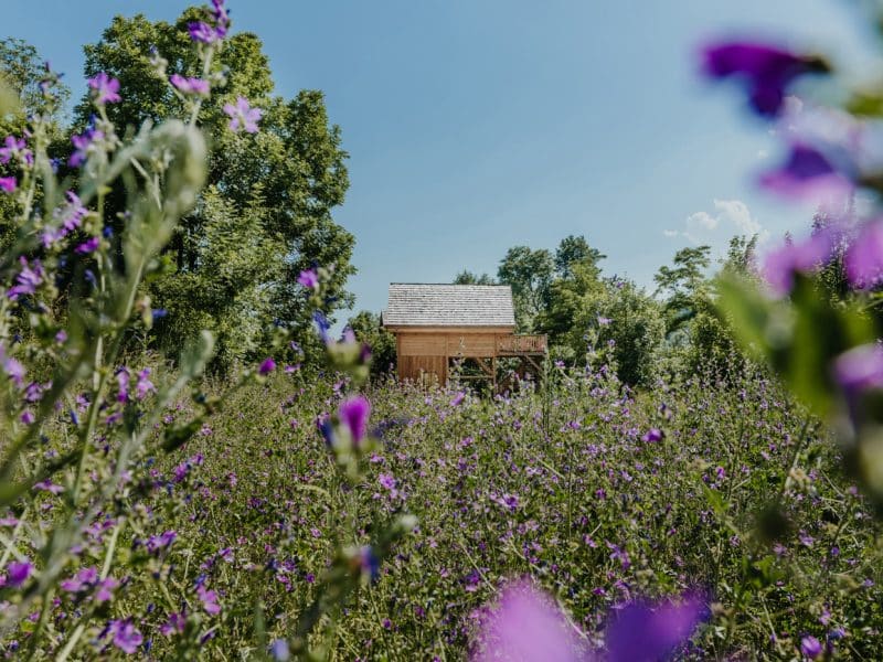 Cabane en bois entourée de fleurs violettes sous un ciel bleu.